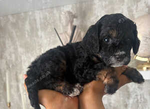 READY TO RESERVE Cavapoochon pupps