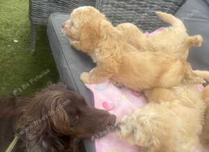 Cockapoo puppies