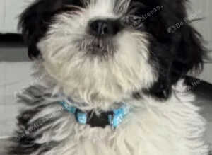 Shih Tzu