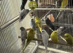 BEAUTIFUL BUDGIES FOR SALE