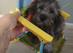 Cookapoo female puppy. &pound;700.00