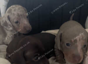 3 miniature Dachshund pups