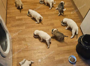 Akita cross puppies for sale