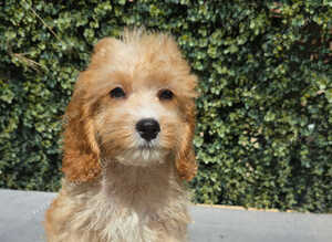 ️ Beautiful Cavapoo Puppies Looking for Their Forever Homes ️