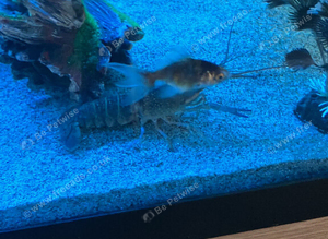 red claw blue lobster