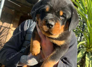 Rottweiler pups