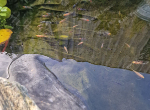 Pond reared Shubunkin for sale