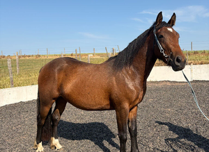 Project pony