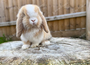 Mini lop Harlequin doe
