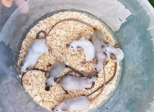 Fancy mice