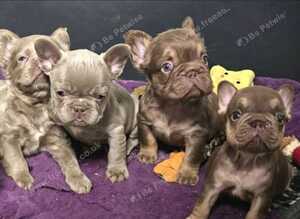 KC Fluffy French Bulldog Puppies