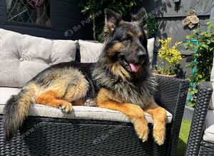 German shepherd FOR STUD