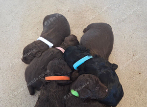 F2 Cockapoo pups