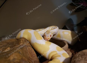 Albino 100% het pied