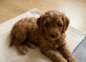 Cavapoo puppies