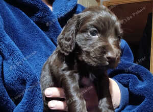 Kc cocker spaniel chocolate pups born 26/07/26