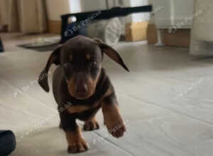 Dachshund