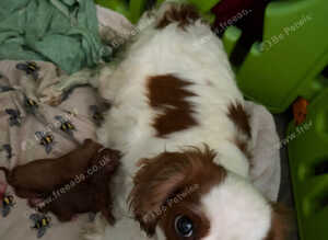 DEEP FOX RED F1 CAVAPOO DNA TESTED READY NOW