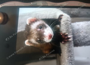 2 ferret for sale one male one female
