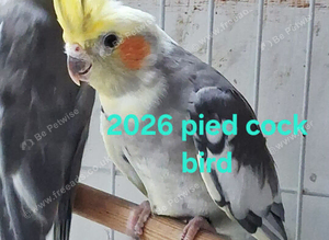 Cockatiels