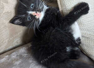 Kittens