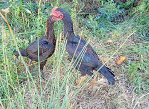 Turkey seals