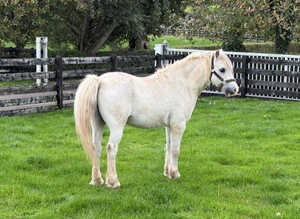 small companion pony