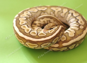 For sale Royal python