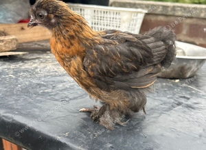 Pekin Bantam chicks
