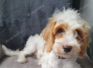 Cavapoo Puppy Girl
