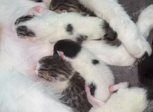 Kittes