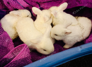 Rabbit&rsquo;s family