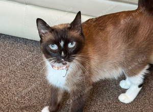 Ragdoll/ British Short Hair/ Mainecoon Cross Mixed Breed Female Cat