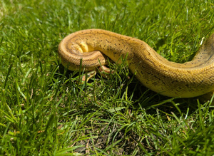 Superblast ball python (pos Yellow belly)