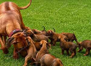 KC REGISTERED RHODESIAN RIDGEBACK PUPPIES FOR SALE