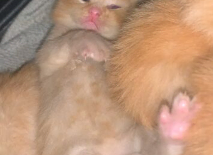 Mixed breed kittens