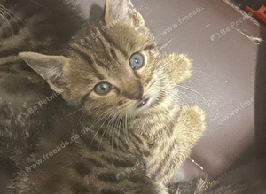 Beautiful kittens
