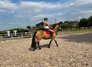 Welsh/connemara 13.2 gelding