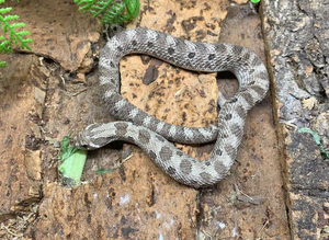 Axanthic Western Hognose at Birmingham Reptiles