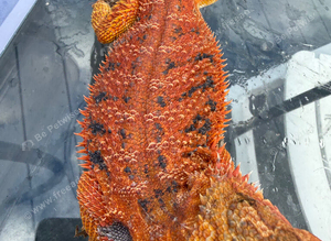 Bearded Dragons