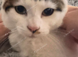 Missing white and tabby small female cat