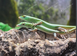 Emerald tree skink cb26