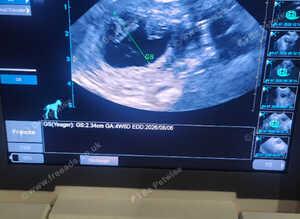 Canine ultrasound scanning