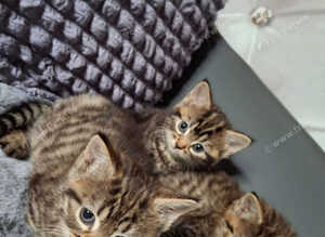 4 beautiful kittens Females 8wks old