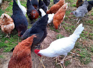 CHICKENS AVAILABLE AT POL