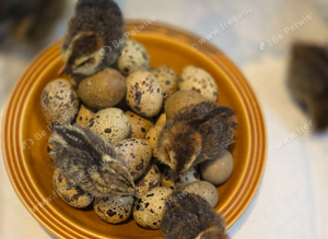 Baby quails