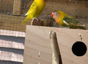 Beautiful love birds