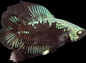 Betta Fighting & non Fighting fish The cultivated splendens fighters and rarer species of Betta that do live together without the ripped fins.