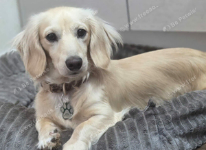 Cream long haired boy stud