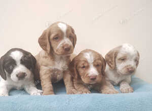 Cocker Spaniel Puppies Top Quality